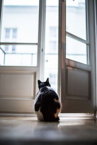 Portrait of a cat on window sill