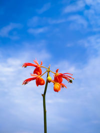 Low angle view of flowering plant against blue sky