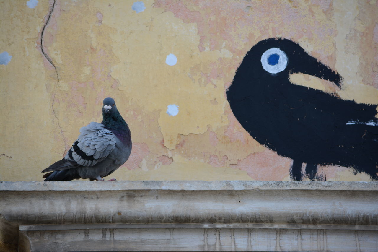 animal themes, one animal, bird, animals in the wild, wildlife, black color, pigeon, outdoors, close-up, full length, day, wall - building feature, no people, high angle view, perching, domestic animals, two animals, built structure, pets, looking away