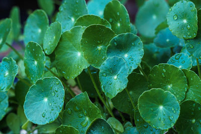 Close-up of wet plant leaves during rainy season