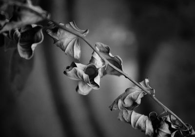 Close-up of wilted roses