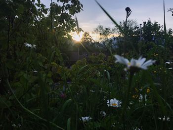 Flowers growing in park during sunset