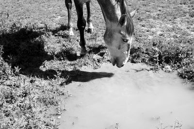 Horse drinking water