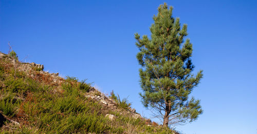 Low angle view of plants against clear blue sky