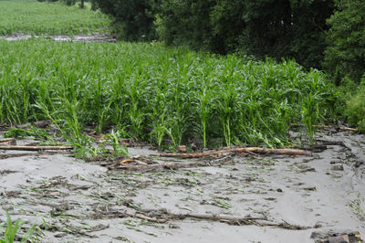 Plants growing on field