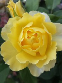 Close-up of yellow rose