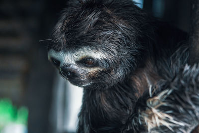 Close-up of sloth looking down
