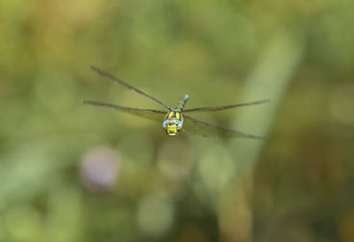 Close-up of dragonfly flying over field