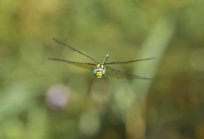 Close-up of insect on leaf