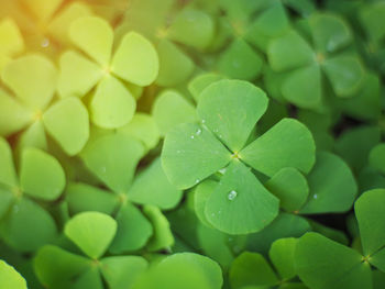 Close-up of water drops on leaves