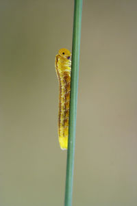 Caterpillar