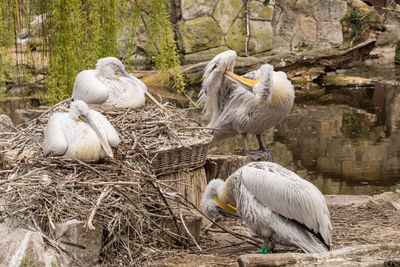 Close-up of pelican