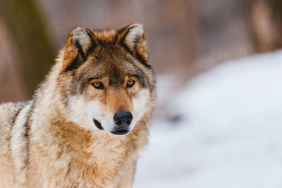 Wolf in the snow