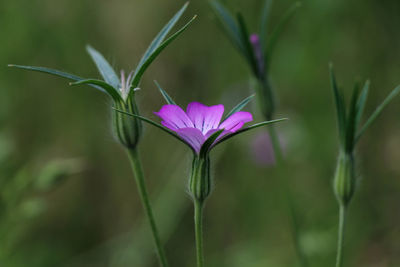 Close-up of pink flowering plant