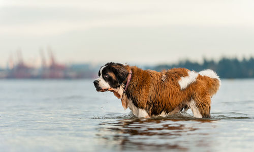 Dog by lake against sky