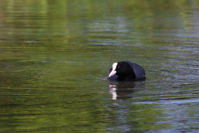 Duck swimming in a lake