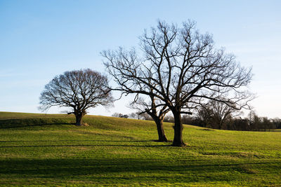 Tree on field against sky