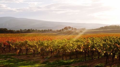 Scenic view of vineyard against sky during sunset