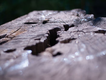 Close-up of wet wood on tree