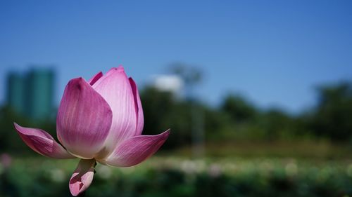 Close-up of pink lotus water lily against clear sky