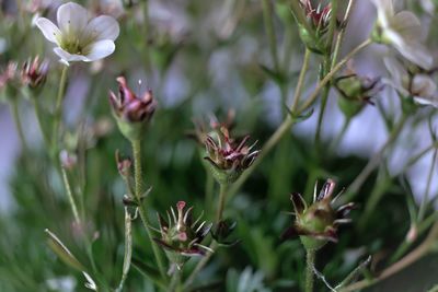 Close-up of flowering plant