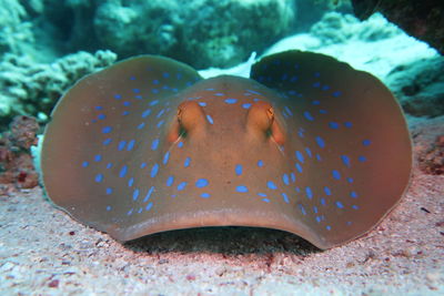 Close-up of fish swimming in sea