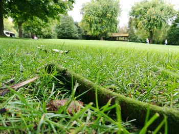 Surface level of grass against trees