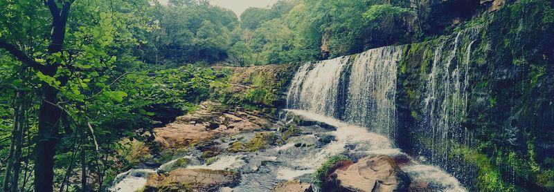 Scenic view of waterfall in forest