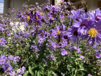 Close-up of purple flowering plants