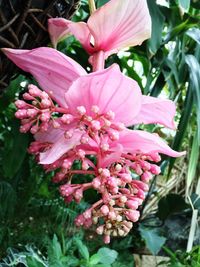 Close-up of pink flowers blooming on tree