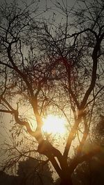 Low angle view of silhouette tree against sky during sunset