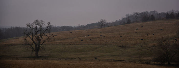 Trees on field against sky