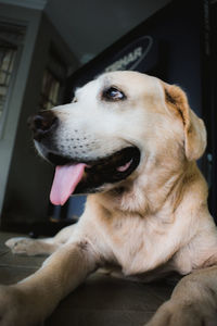 Close-up of dog relaxing at home