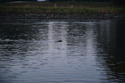 View of duck swimming in lake