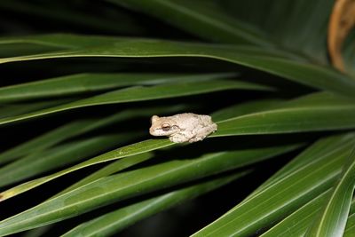 Close-up of lizard on plant