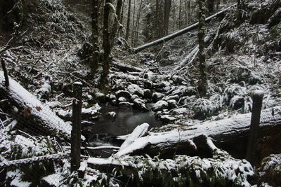 Trees in forest during winter