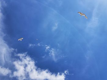 Low angle view of seagulls flying in sky