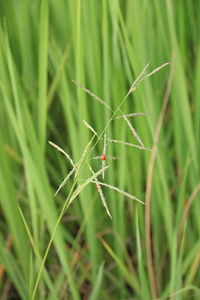 Close-up of insect on grass
