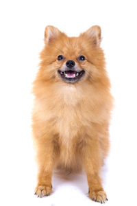 Portrait of dog sticking out tongue against white background