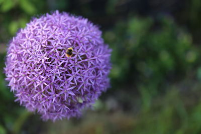 Close-up of purple flower blooming outdoors