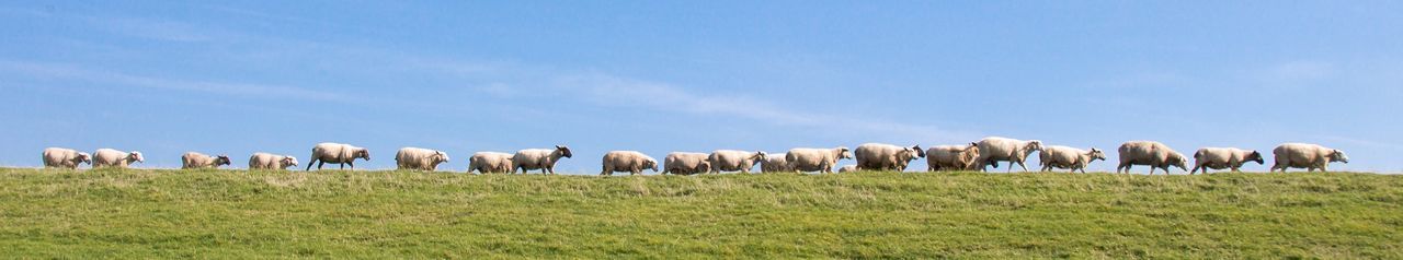 View of sheep grazing in field