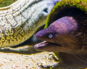 Close-up of fish swimming in sea