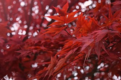 Close-up of red maple leaves on tree