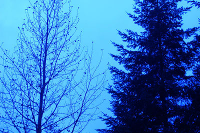 Low angle view of silhouette trees against blue sky