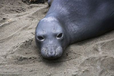 High angle view of animal on beach