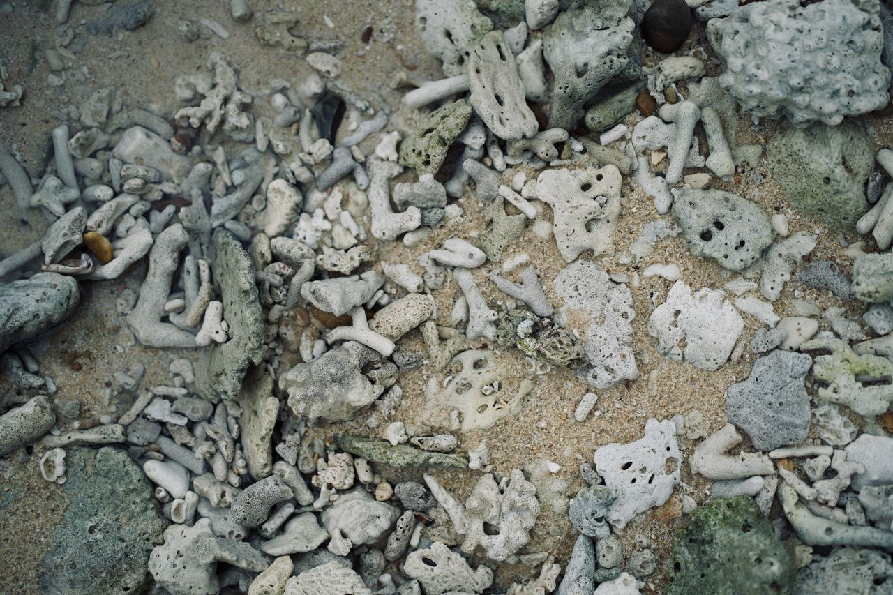 HIGH ANGLE VIEW OF A LIZARD ON GROUND