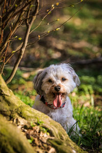 Dog in forest