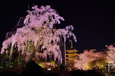 Low angle view of silhouette flowers against sky at night