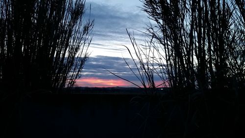 Silhouette trees against sky at sunset