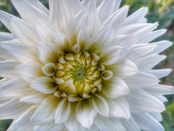 Close-up of white dahlia